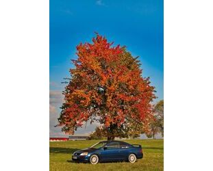 Honda Civic Gebrauchtwagen