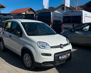 Fiat Panda Gebrauchtwagen