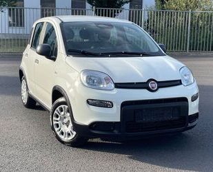 Fiat Panda Gebrauchtwagen