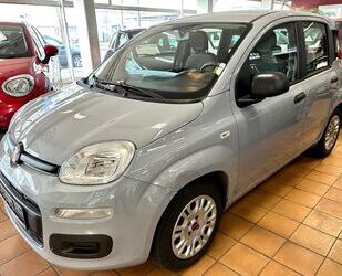Fiat Panda Gebrauchtwagen