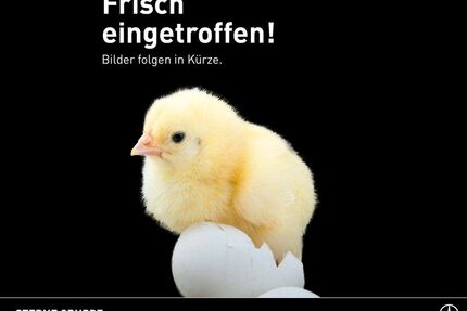 Smart #1 Gebrauchtwagen