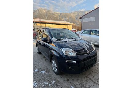 Fiat Panda Gebrauchtwagen