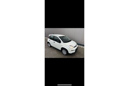 Fiat Panda Gebrauchtwagen