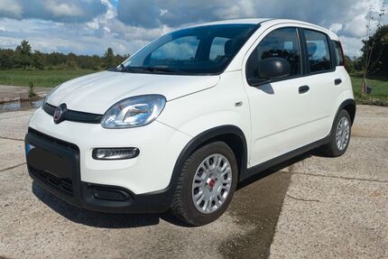 Fiat Panda Gebrauchtwagen
