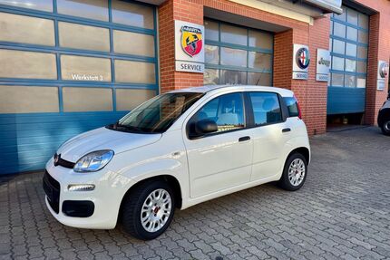 Fiat Panda Gebrauchtwagen