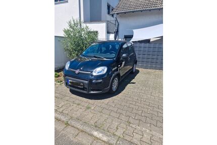 Fiat Panda Gebrauchtwagen