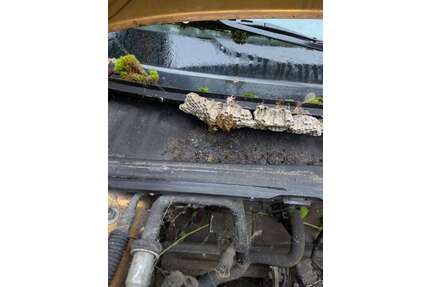 Peugeot 106 Gebrauchtwagen