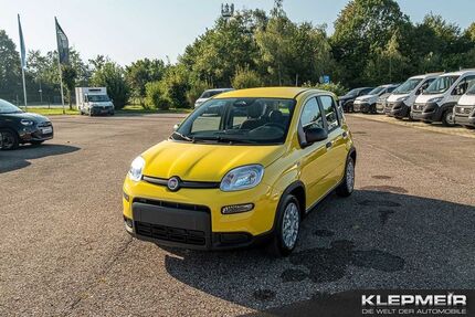 Fiat Panda Gebrauchtwagen
