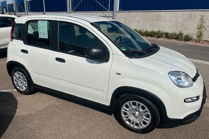Fiat Panda Gebrauchtwagen