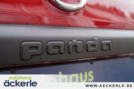 Fiat Panda Gebrauchtwagen