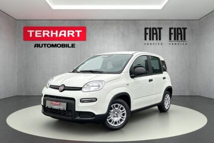 Fiat Panda Gebrauchtwagen