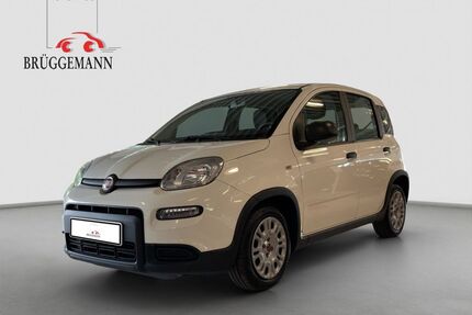 Fiat Panda Gebrauchtwagen
