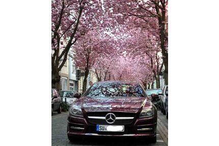 Mercedes-Benz SLK 250 Gebrauchtwagen