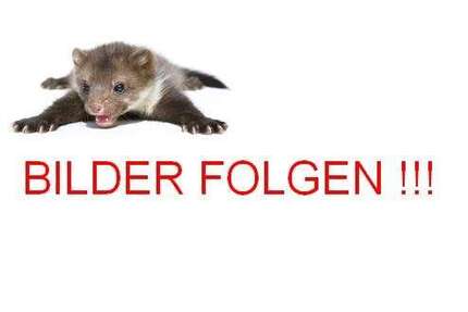 Dacia Dokker Gebrauchtwagen