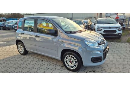 Fiat Panda Gebrauchtwagen
