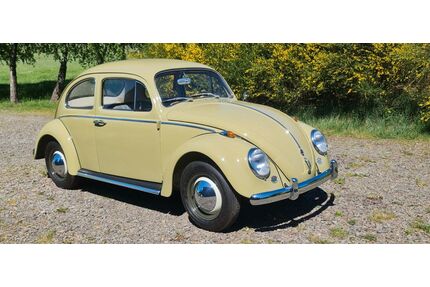 VW Käfer Gebrauchtwagen
