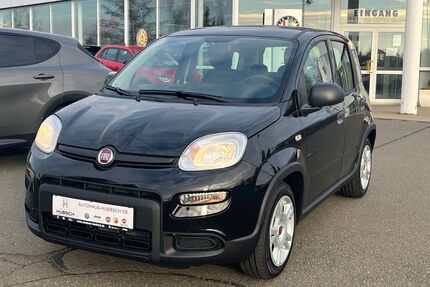 Fiat Panda Gebrauchtwagen