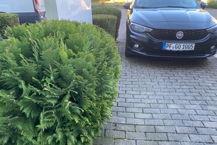 Fiat Tipo Gebrauchtwagen